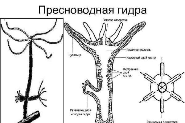 Кракен тор krakens13 at