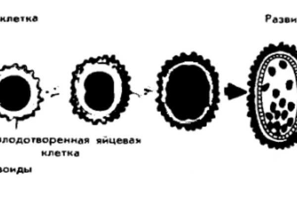 Ссылки мега кракен